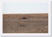 15SerengetiAMGameDrive - 02 * We spotted this Spotted Hyaena at its den.